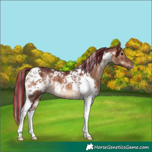Horse Color:Painted White Spotted Chocolate Brown Dun Tobiano Brindle
