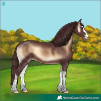 Horse Color:Chocolate Brown Onyx 