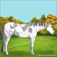 Horse Color:Nacre White Spotted Liver Chestnut Ice Splash Appaloosa 