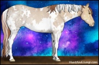Horse Color:White Spotted Gold Champagne Ice Appaloosa 