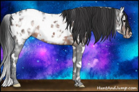 Horse Color:White Spotted Brown Ice Appaloosa 