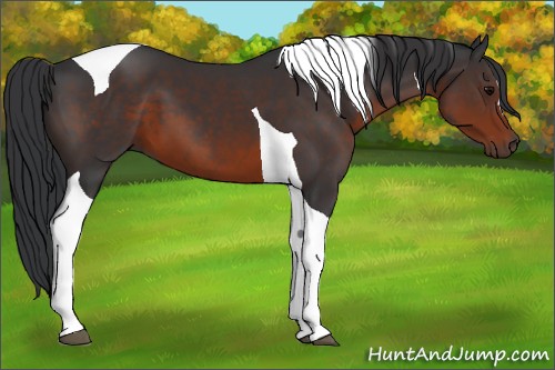 Horse Color:Brown Tobiano 