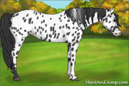 Horse Color:Blue Roan Appaloosa 
