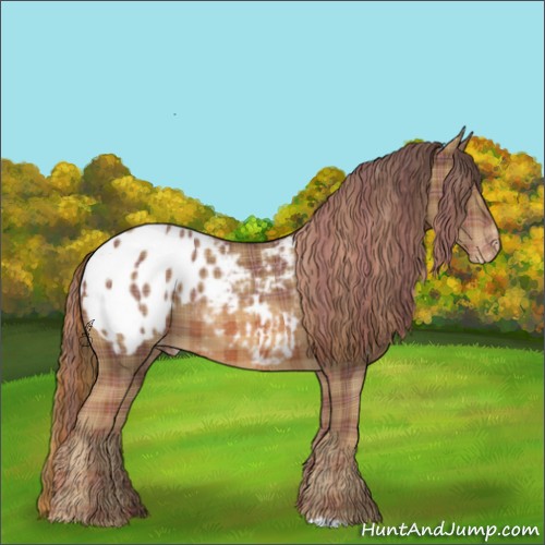 Horse Color:Plaid  Chestnut Appaloosa 