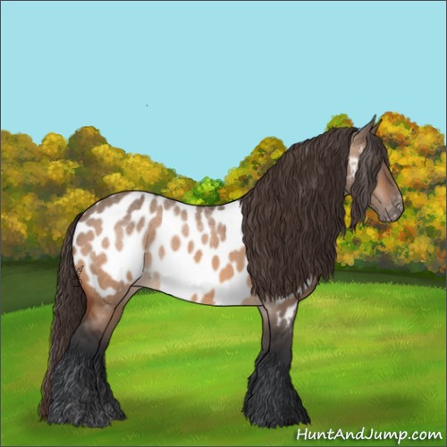 Horse Color:Brown Dun Appaloosa 