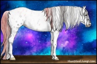 Horse Color:White Spotted Liver Chestnut Appaloosa Rabicano 
