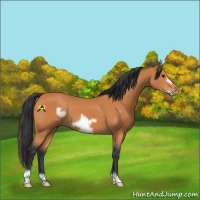 Horse Color:Bay Frame 