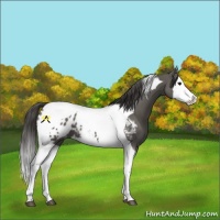 Horse Color:Grullo Splash Tobiano Appaloosa 