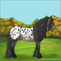 Horse Color:Black Sabino Appaloosa 
