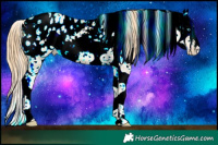 Horse Color:Buckskin Ice Pearl Sabino Appaloosa Rabicano 