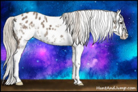 Horse Color:White Spotted Silver Smoky Black Splash Near Leopard Rabicano 