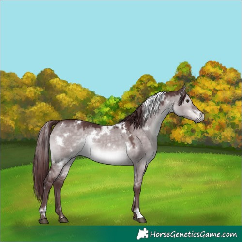 Horse Color:Platinum White Spotted Chocolate Brown Dun