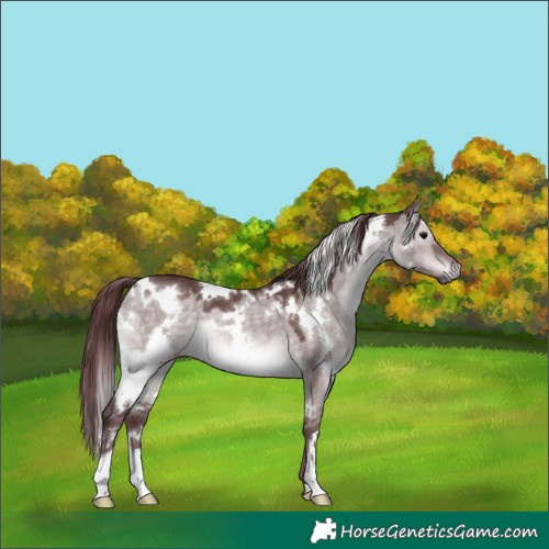 Horse Color:Platinum White Spotted Chocolate Brown Dun 