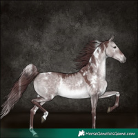Horse Color:Platinum White Spotted Chocolate Brown Dun 
