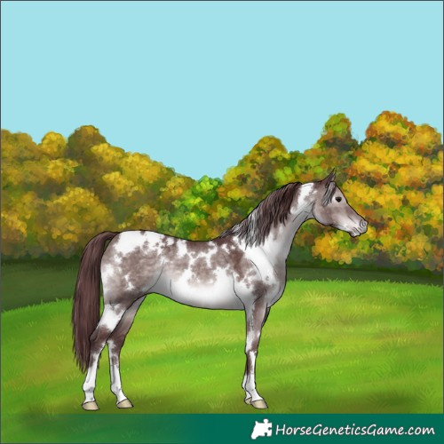 Horse Color:Platinum White Spotted Chocolate Brown Dun 