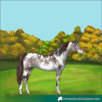 Horse Color:Platinum White Spotted Chocolate Brown Dun 