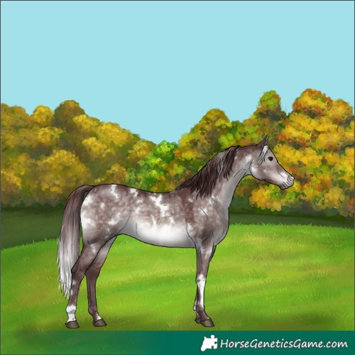 Horse Color:Platinum White Spotted Chocolate Brown Dun 