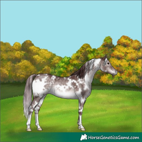 Horse Color:Platinum White Spotted Chocolate Brown Dun 