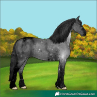 Horse Color:Void Black Tobiano