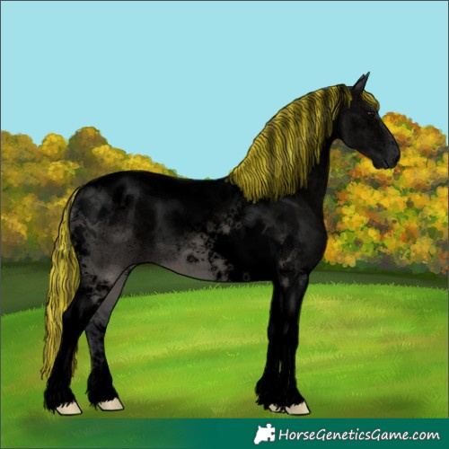 Horse Color:Void Painted Grullo Tobiano
