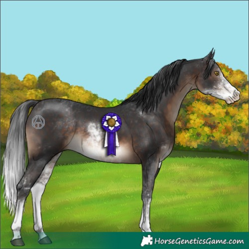Horse Color:Brown Sabino 