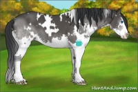 Horse Color:White Spotted Black Sabino Splash 