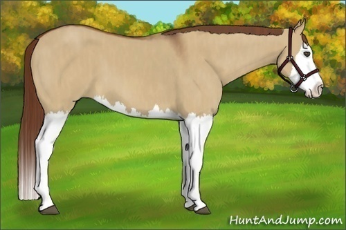 Horse Color:Red Dun Splash  Brindle