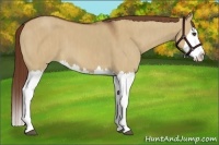 Horse Color:Red Dun Splash Brindle