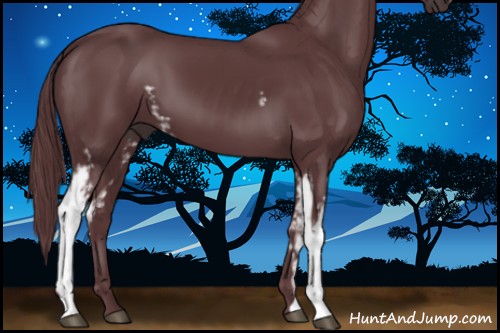 Horse Color:White Spotted Chocolate Black 