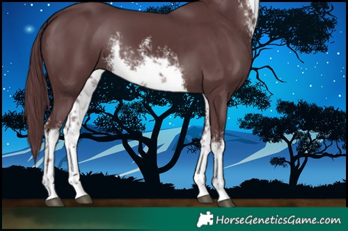 Horse Color:White Spotted Chocolate Black 