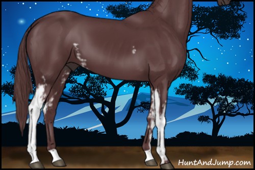 Horse Color:White Spotted Chocolate Black 