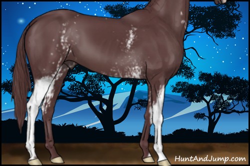 Horse Color:White Spotted Chocolate Black 
