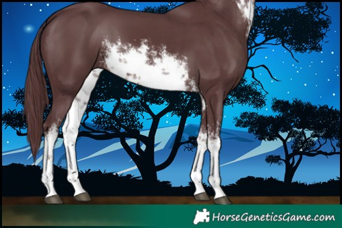 Horse Color:White Spotted Chocolate Black 