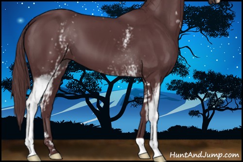 Horse Color:White Spotted Chocolate Black Sabino 