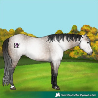 Horse Color:Gray Brown Dun 