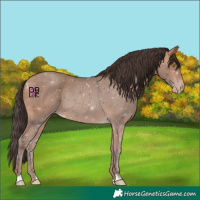 Horse Color:Amber Champagne 