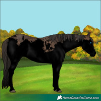 Horse Color:Void White Spotted Bay Roan Splash 