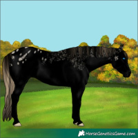 Horse Color:Void Buckskin Roan Pearl Dun Splash Appaloosa 