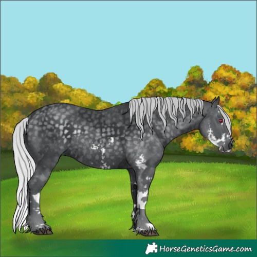 Horse Color:Silver Black Chinchilla Sabino Splash Rabicano 