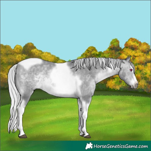 Horse Color:Silver Bay Chinchilla Splash Tobiano Frame Rabicano