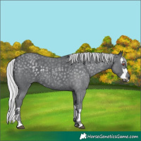 Horse Color:Silver Blue Chinchilla Roan Splash 