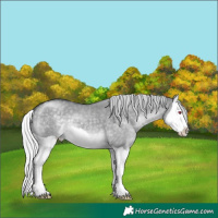 Horse Color:Silver Grullo Chinchilla Splash