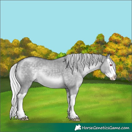 Horse Color:Silver Grullo Chinchilla Splash