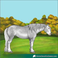 Horse Color:Silver Grullo Chinchilla Splash 