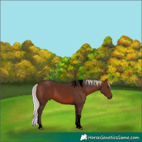Horse Color:Void Silver Brown Tobiano 