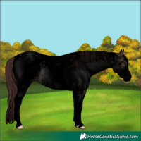 Horse Color:Void White Spotted Chocolate Brown Dun Sabino Blanket 