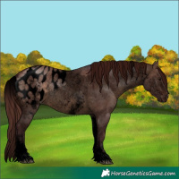 Horse Color:Void White Spotted Chocolate Brown Dun Blanket Rabicano 