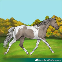 Horse Color:Silver Grullo Tobiano 