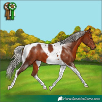 Horse Color:Silver Brown Tobiano 