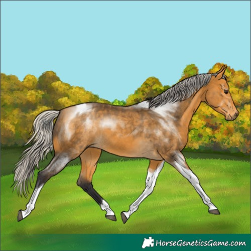 Horse Color:Silver Buckskin Tobiano